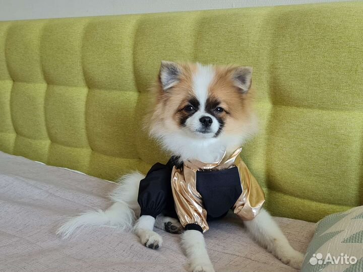 Комбинезон дождевик для собаки