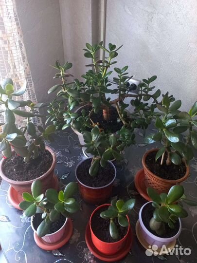 Толстянка Денежное дерево