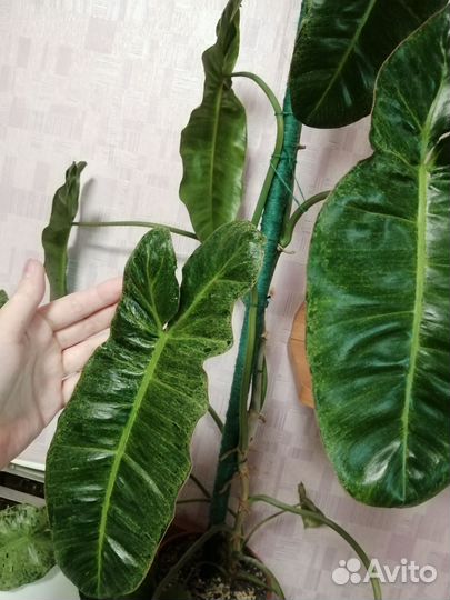 Филодендрон Paradiso Verde