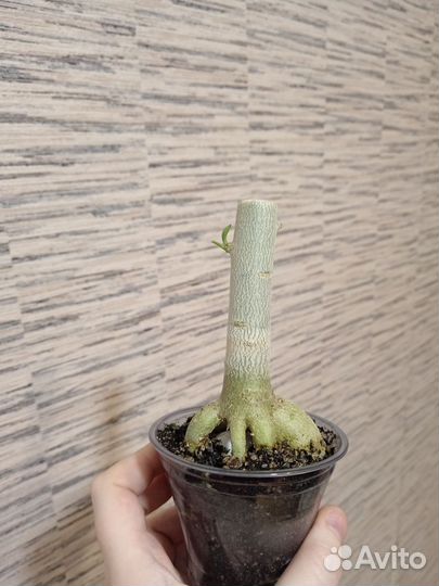 Адениум бонсай