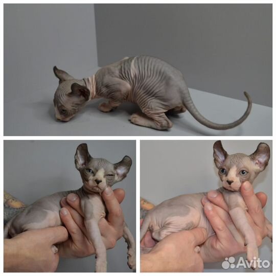 Котята эльфы