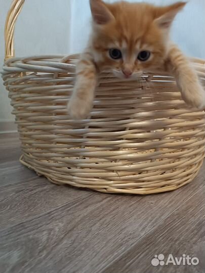 Котёнок-девочка