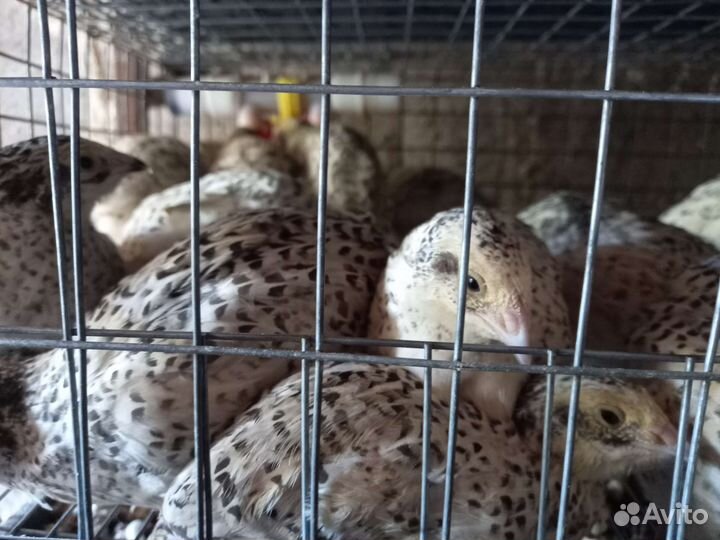 Перепел Феникс серебристый