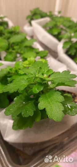 Хризантема