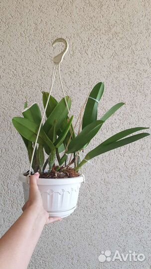 Каттлея/ Cattleya