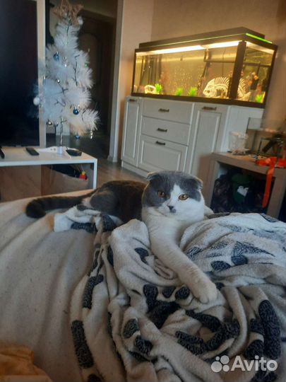 Котика на вязку