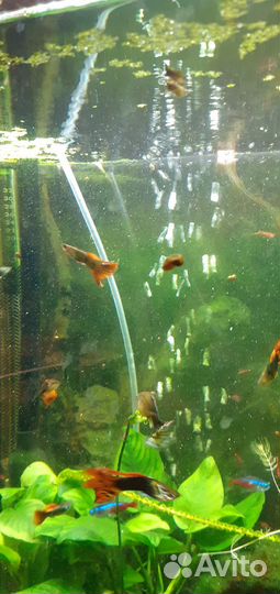 Аквариумные рыбки и растения