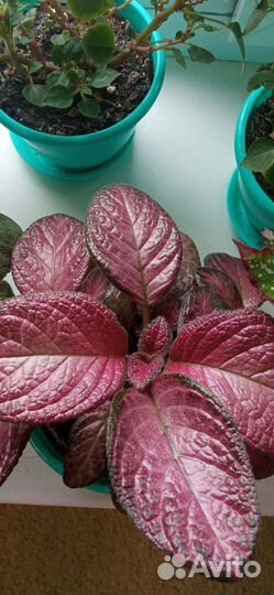 Эписции,бегония,кливия,стрептокарпус, хойя