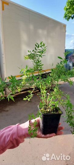 Спирея серая Грефшейм