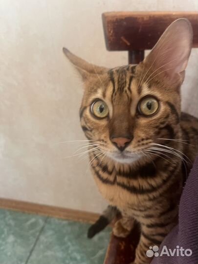 Бенгальский кот. 9 месяцев