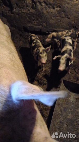 Поросята ландрас