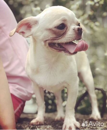 Девочка стандарт чихуахуа