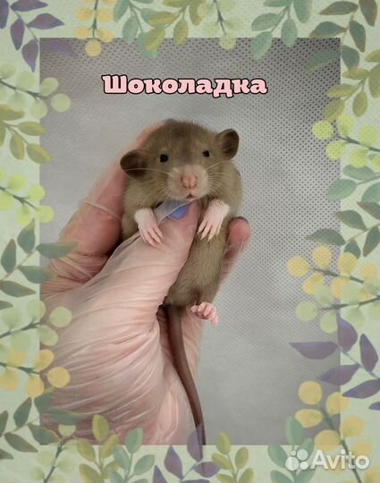 Крысята пухляши