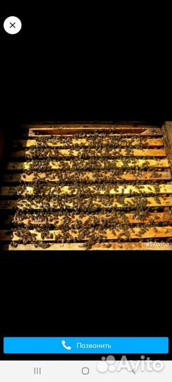 Пчелопакеты