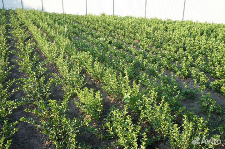 Саженцы крыжовника