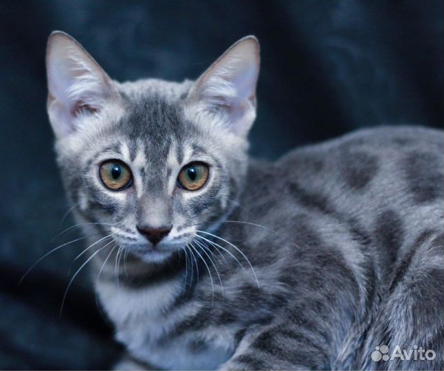 Голубые бенгалы Аватары (кошки - аватары)