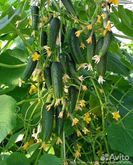 Суперраннего огурца Mysson F1 Sakata япония