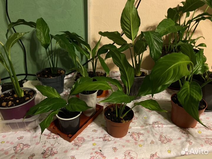 Спатифиллум