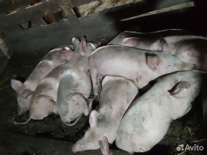 Поросята
