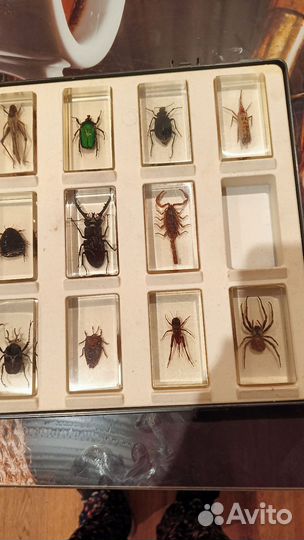 Жуки в стекле