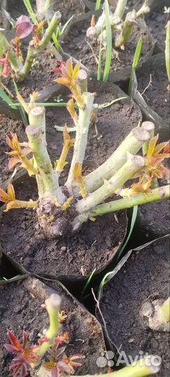 Рассада цветов оптом и в розницу