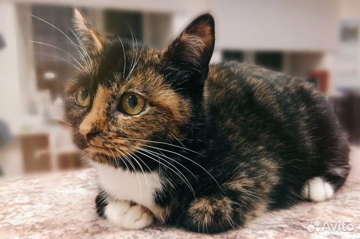 Котенок в дар