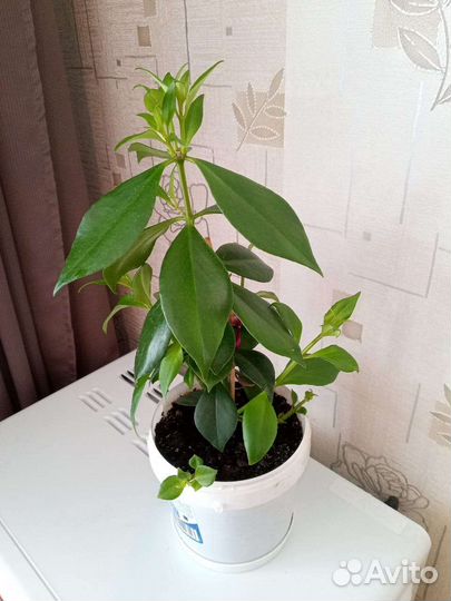 Эсхинантус жар птица