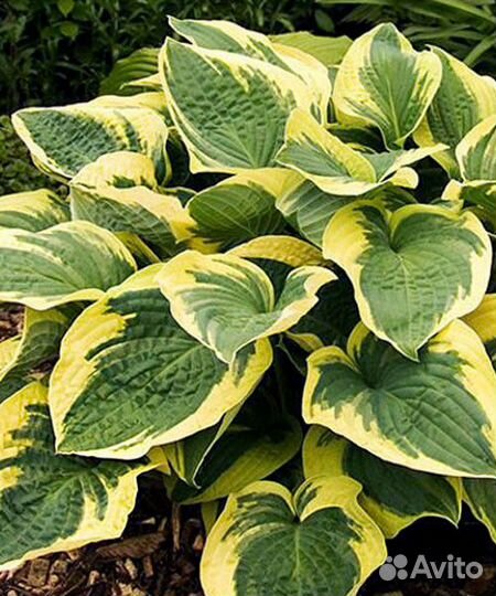 Хоста Остин Дикенсон