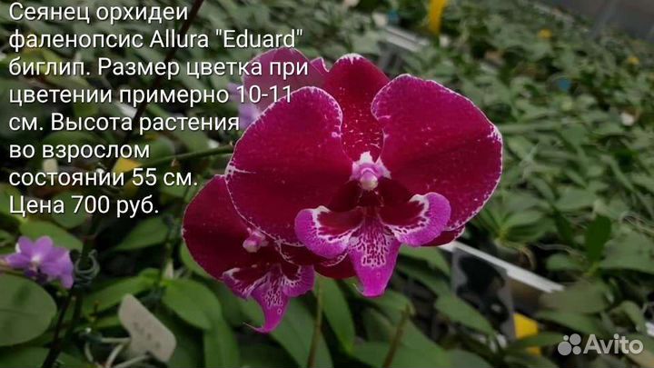 Сеянец орхидеи фаленопсис