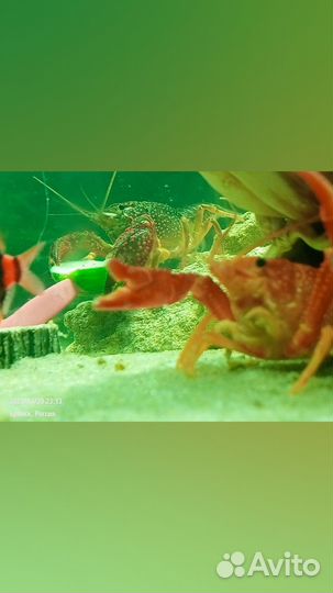 Флоридский рак