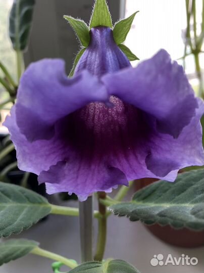 Цветы Тидея, Глоксинии,цветущие, с бутонами