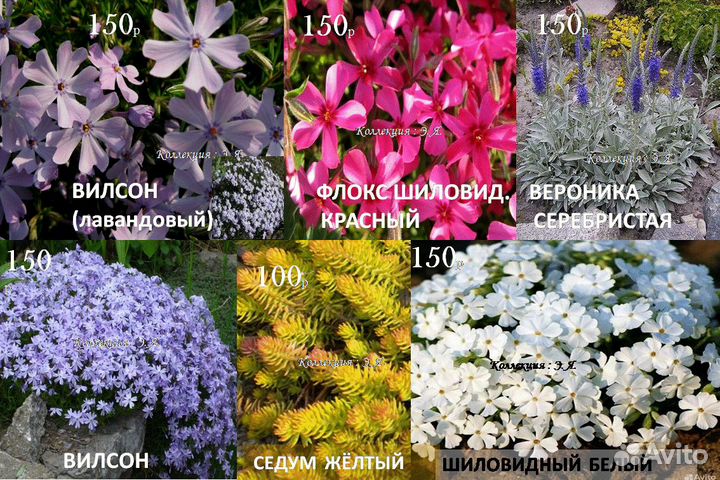 Почвопокровные Многолетники Хосты Почтой (Часть1)