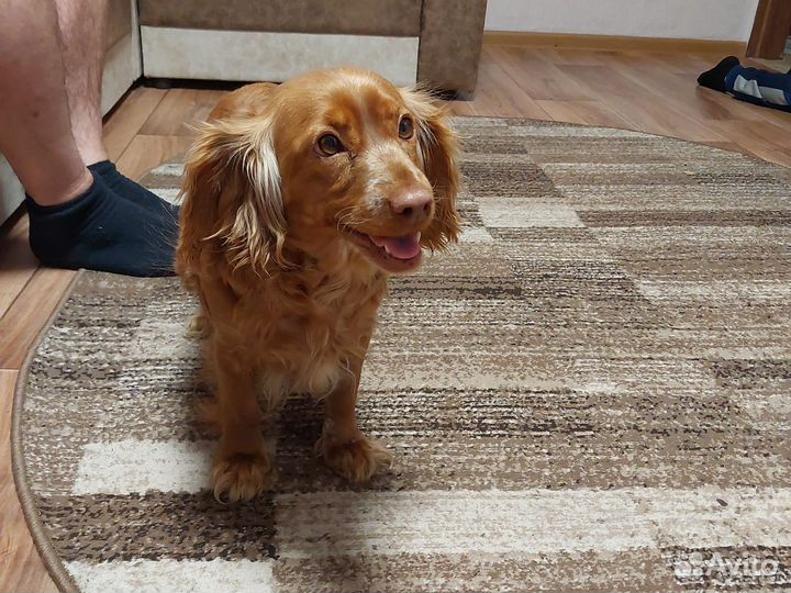 Кокер спаниель