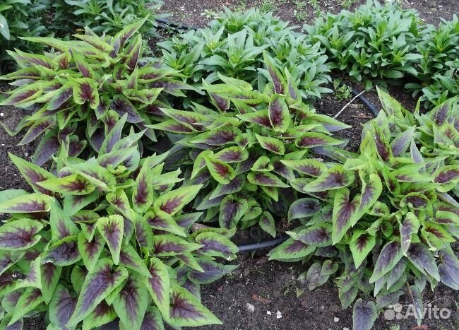 Фиалка гибридная