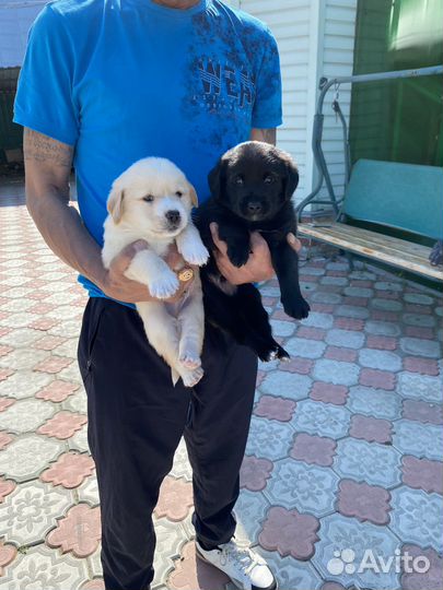 Щенки лабрадора