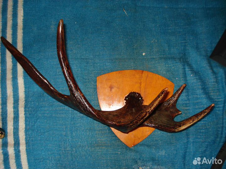 Продам рога лося