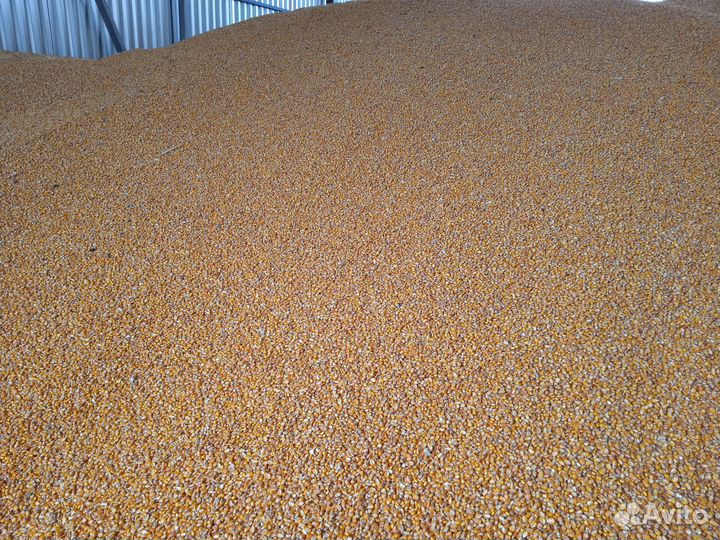 Кукуруза 2024г