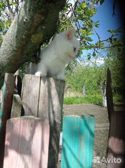 Британская серебристая шиншилла котята