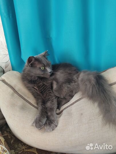 Кошки в добрые руки бесплатно