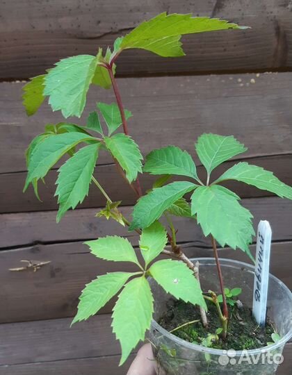 Декоративные кустарники (саженцы)