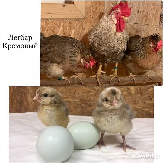 Инкубационное яйцо породных кур