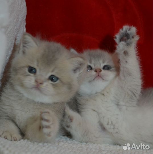 Британцы. Голубое золото