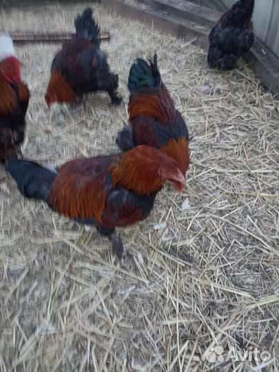 Молодые петушки породы брама куропатчатая