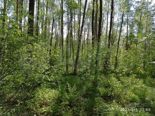 Участок 8 сот. (СНТ, ДНП)