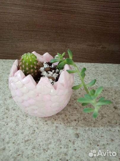 Кашпо из гипса с суккулентами