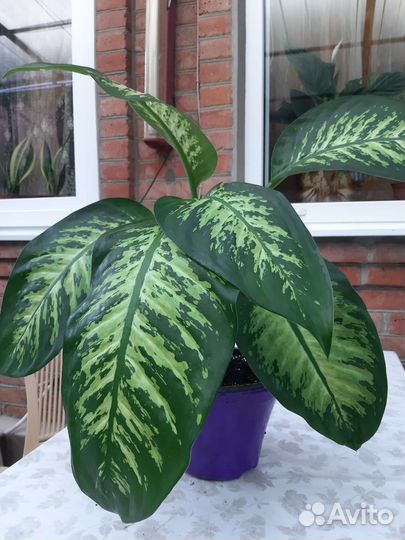 Диффенбахия