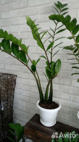 Замиокулькасы