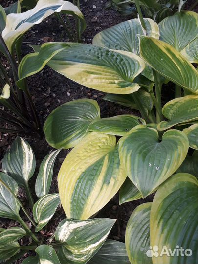 Хоста-разные