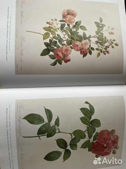 The roses альбом