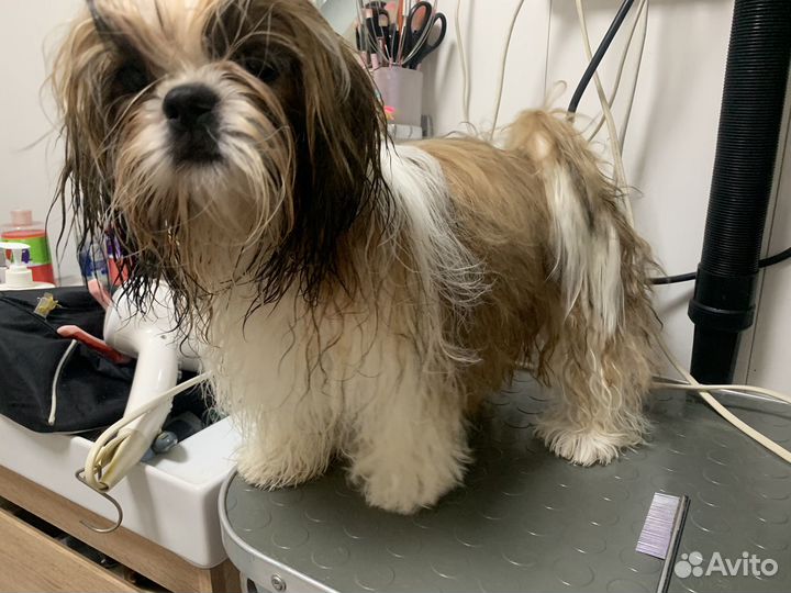 Щенки ши-тцу